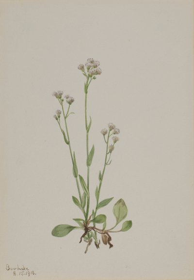 الهرة أصابع Antennaria racemosa ، 1918. بواسطة ماري فو والكوت