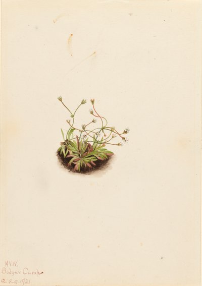 قزم Androsace Androsace subumbellata ، 1921. بواسطة ماري فو والكوت