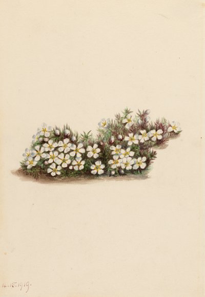 Pyxie Pyxidanthera barbulata ، 1919. بواسطة ماري فو والكوت