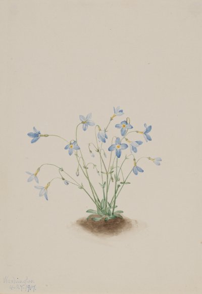 Quakerladies Houstonia caerulea ، 1917. بواسطة ماري فو والكوت