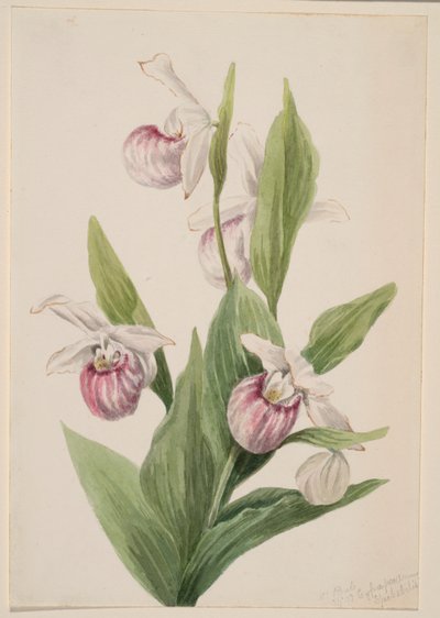 شبشب الملكة (Cypripedium reginae) بواسطة ماري فو والكوت