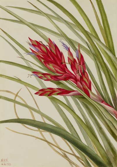 تيلاندسيا ذات الأوراق الشراشف (Tillandsia fasciculata) بواسطة ماري فو والكوت