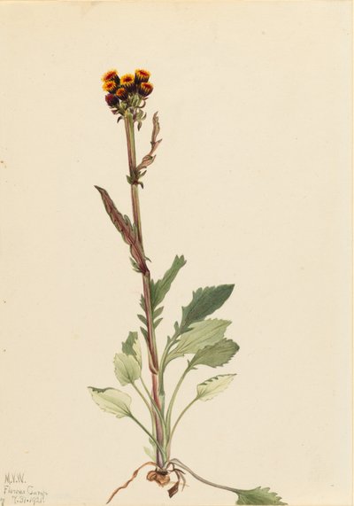 جروندل بلا أشعة (Senecio pauciflorus) بواسطة ماري فو والكوت