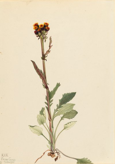 Rayless Groundsel Senecio pauciflorus ، 1921. بواسطة ماري فو والكوت