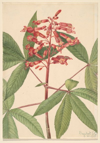 البوكي الأحمر (Aesculus pavia) بواسطة ماري فو والكوت