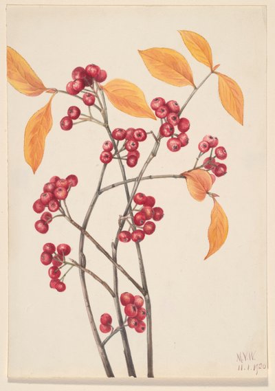 الأحمر Chokeberry Aronia arbutifolia ، 1920. بواسطة ماري فو والكوت