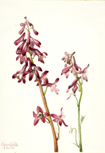 الأحمر Larkspur Delphinium nudicale ، 1935. بواسطة ماري فو والكوت