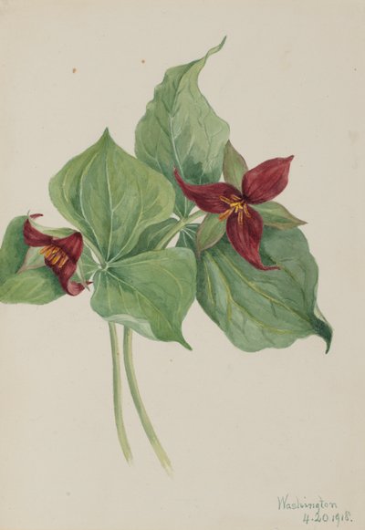 التريليوم الأحمر (Trillium erectum) بواسطة ماري فو والكوت