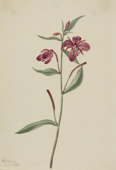 عشب الصفصاف الأحمر Epilobium latifolium ، 1911. بواسطة ماري فو والكوت