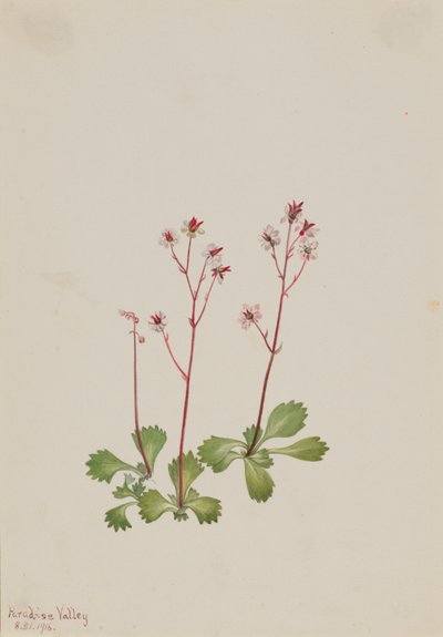 Redstem Saxifrage Saxifraga lyallii ، 1916. بواسطة ماري فو والكوت