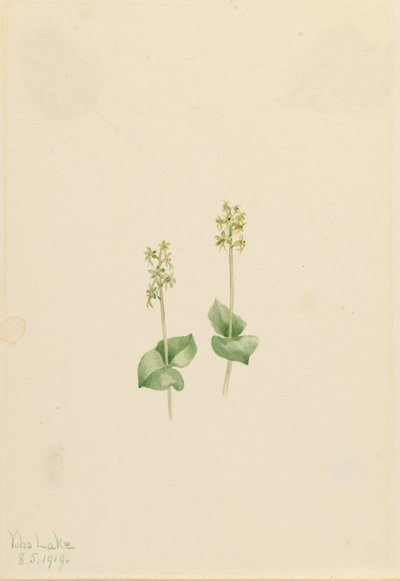 تويبليد الجبال الصخرية (Ophrys necrophylla) بواسطة ماري فو والكوت