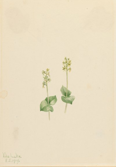 روكي ماونتن Twayblade Ophrys necrophylla ، 1919. بواسطة ماري فو والكوت