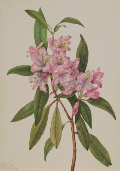 روز باي Rhododendron Rhododendron carolinianum ، 1932. بواسطة ماري فو والكوت