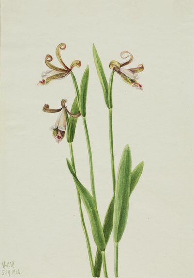 Rosebud Orchid Pogonia divaricata ، 1926. بواسطة ماري فو والكوت