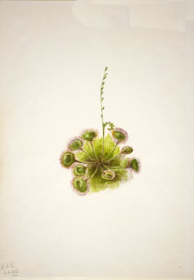 Roundleaf Sundew Drosera rotundifolia ، 1933. بواسطة ماري فو والكوت