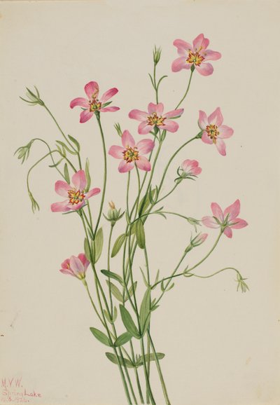 Saltmarsh Rosegentian Sabbatia stellaris ، 1926. بواسطة ماري فو والكوت