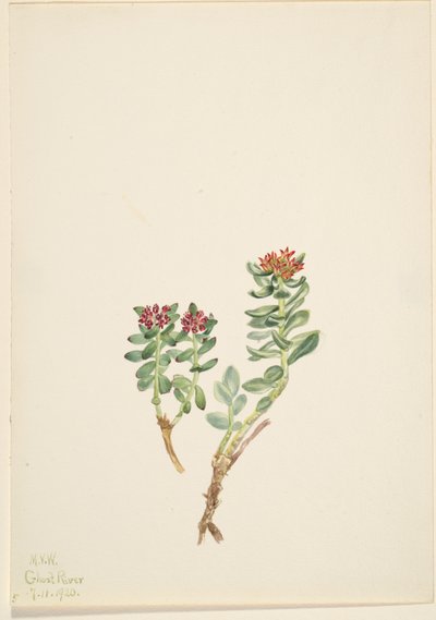 Sanifoiga Ascendedus ، 1920 بواسطة ماري فو والكوت