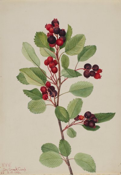 ساسكاتون (Amelanchier alnifolia) بواسطة ماري فو والكوت
