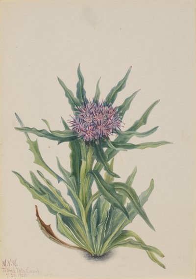 Saussurea Saussurea densa ، 1925. بواسطة ماري فو والكوت