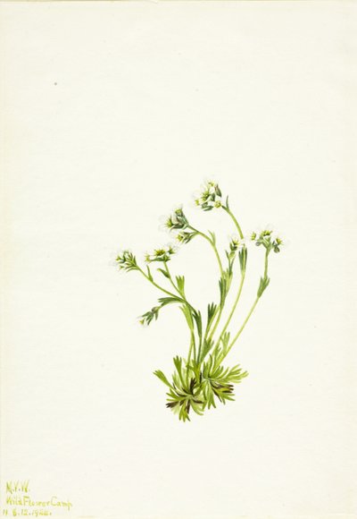 Saxifrage Saxifraga caespitosa ، 1924. بواسطة ماري فو والكوت
