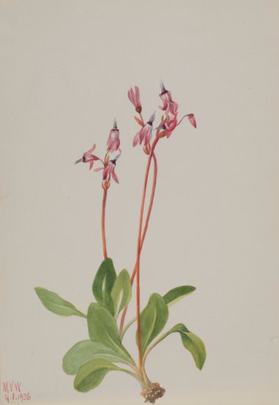 شهاب النجم Dodecatheon hendersonii ، 1936. بواسطة ماري فو والكوت
