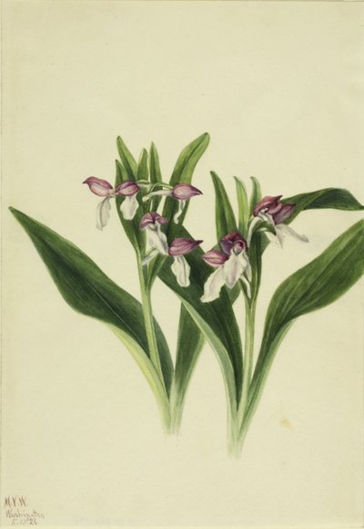 السحلبية المبهرجة (Orchis Spectabilis) بواسطة ماري فو والكوت