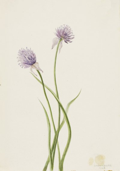 البصل السيبيري Allium sibericum ، 1903. بواسطة ماري فو والكوت