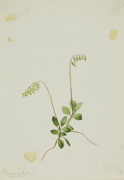 البيرولا الجانبية (Pyrola secunda) بواسطة ماري فو والكوت