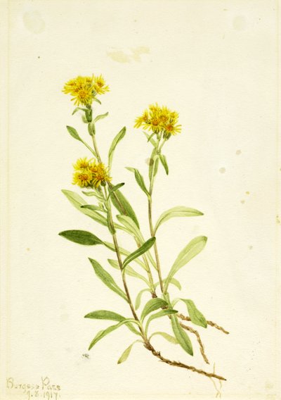 Sidesaddle Goldenrod ، 1917. بواسطة ماري فو والكوت