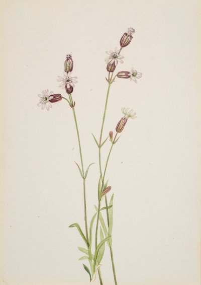 Silene multicaulis ، كاليفورنيا. 1900-1920. بواسطة ماري فو والكوت