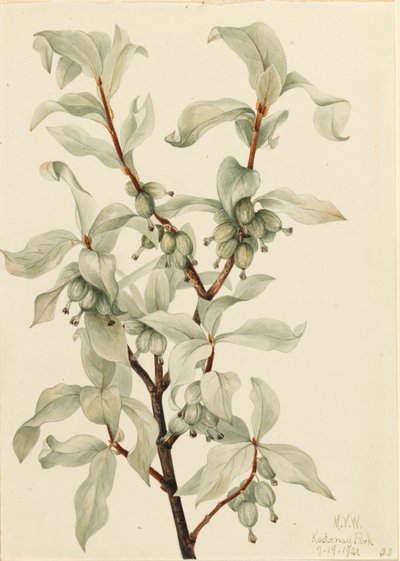سيلفربيري Elaeagnus sp. ، 1922. بواسطة ماري فو والكوت
