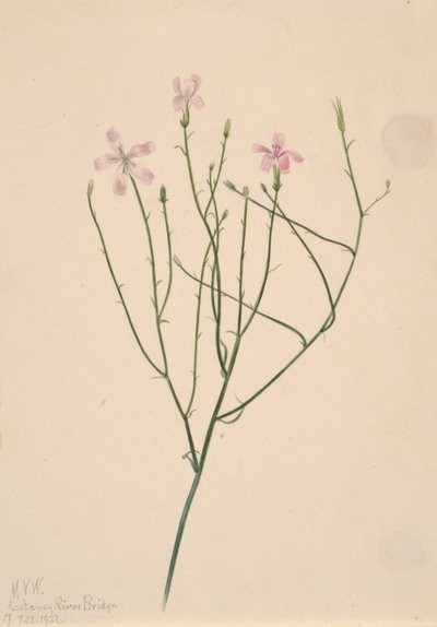 زهرة الهيكل العظمي Lygodesmia juncea ، 1923. بواسطة ماري فو والكوت