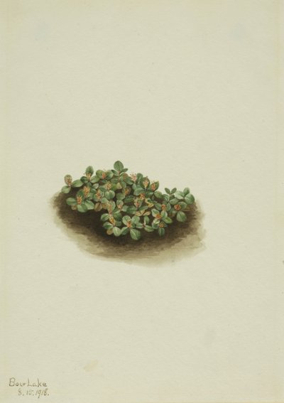 Snow Willow Salix nivalis ، 1918. بواسطة ماري فو والكوت