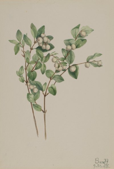 Snowberry Symphoricarpos albus ، 1918. بواسطة ماري فو والكوت