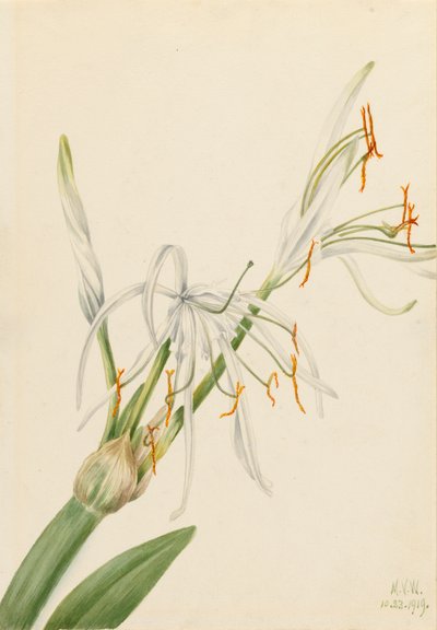 العنكبوت ليلي Hymenocallis روتاتا ، 1919. بواسطة ماري فو والكوت