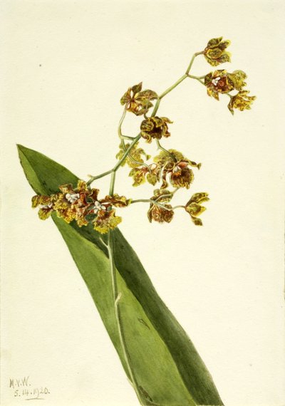 رصدت Cyrtopodium Cyrtopodium punctatum ، 1920. بواسطة ماري فو والكوت