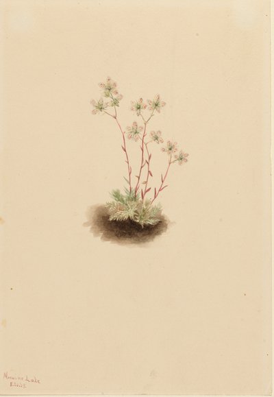 Saxifrage Saxifraga bronchialis المُرقطة ، 1903. بواسطة ماري فو والكوت