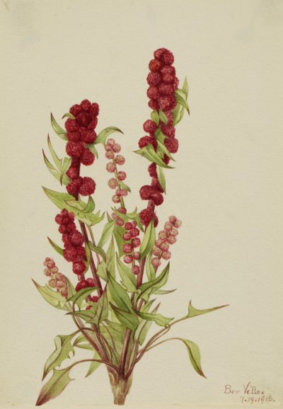 الفراولة-بليت Chenopodium capitatum ، 1918. بواسطة ماري فو والكوت