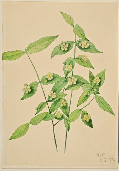 شجيرة الفراولة (Euonymus americanus) بواسطة ماري فو والكوت