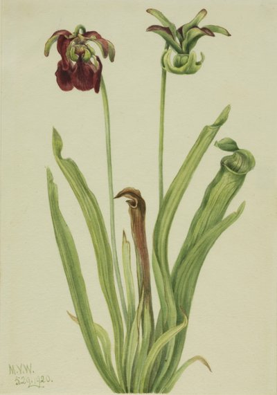 إبريق الحلو Sarracenia rubra ، 1920. بواسطة ماري فو والكوت