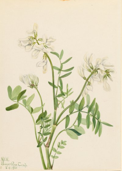 الباذنجان الحلو (Hedysarum mackenzii) بواسطة ماري فو والكوت