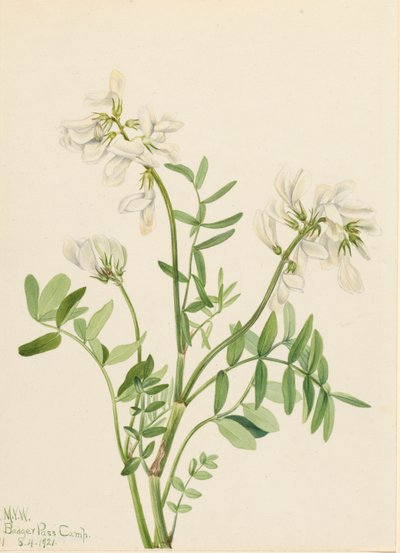 Sweetvetch Hedysarum mackenzii ، 1921. بواسطة ماري فو والكوت