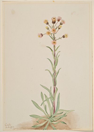 الرجلة البرغوثية الطويلة (Erigeron acris) بواسطة ماري فو والكوت