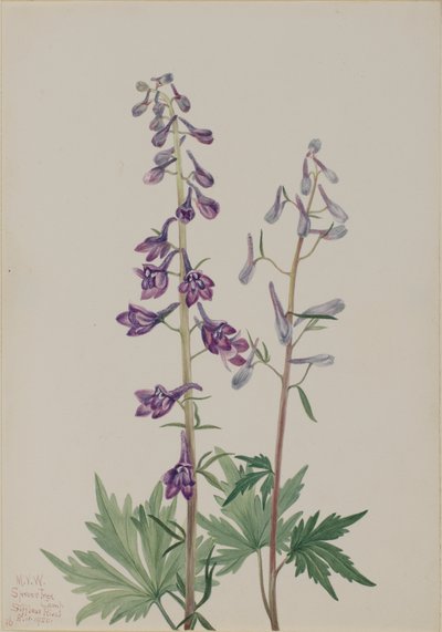 Tall Larkspur Delphinium elongatum ، 1920. بواسطة ماري فو والكوت