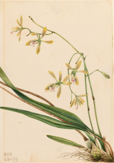 تامبا إبيدندروم تامبا (Epidendrum tampense) بواسطة ماري فو والكوت