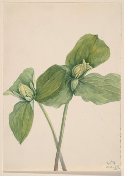 كاتربيلر تريليوم (Trillium sessile) بواسطة ماري فو والكوت