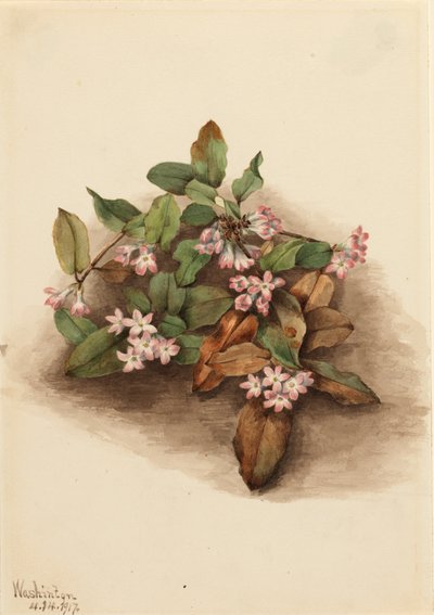 زائدة Arbutus Epigaea repens ، 1917. بواسطة ماري فو والكوت