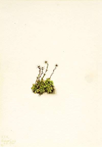 Saxifrage Saxifraga caespitosa معنقدة ، 1921. بواسطة ماري فو والكوت