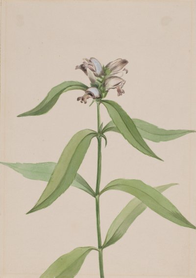 Turtlehead Chelone glabra ، كاليفورنيا. 1917-1918. بواسطة ماري فو والكوت