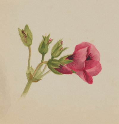 بدون عنوان - دراسة زهرة ، كاليفورنيا. 1876. بواسطة ماري فو والكوت